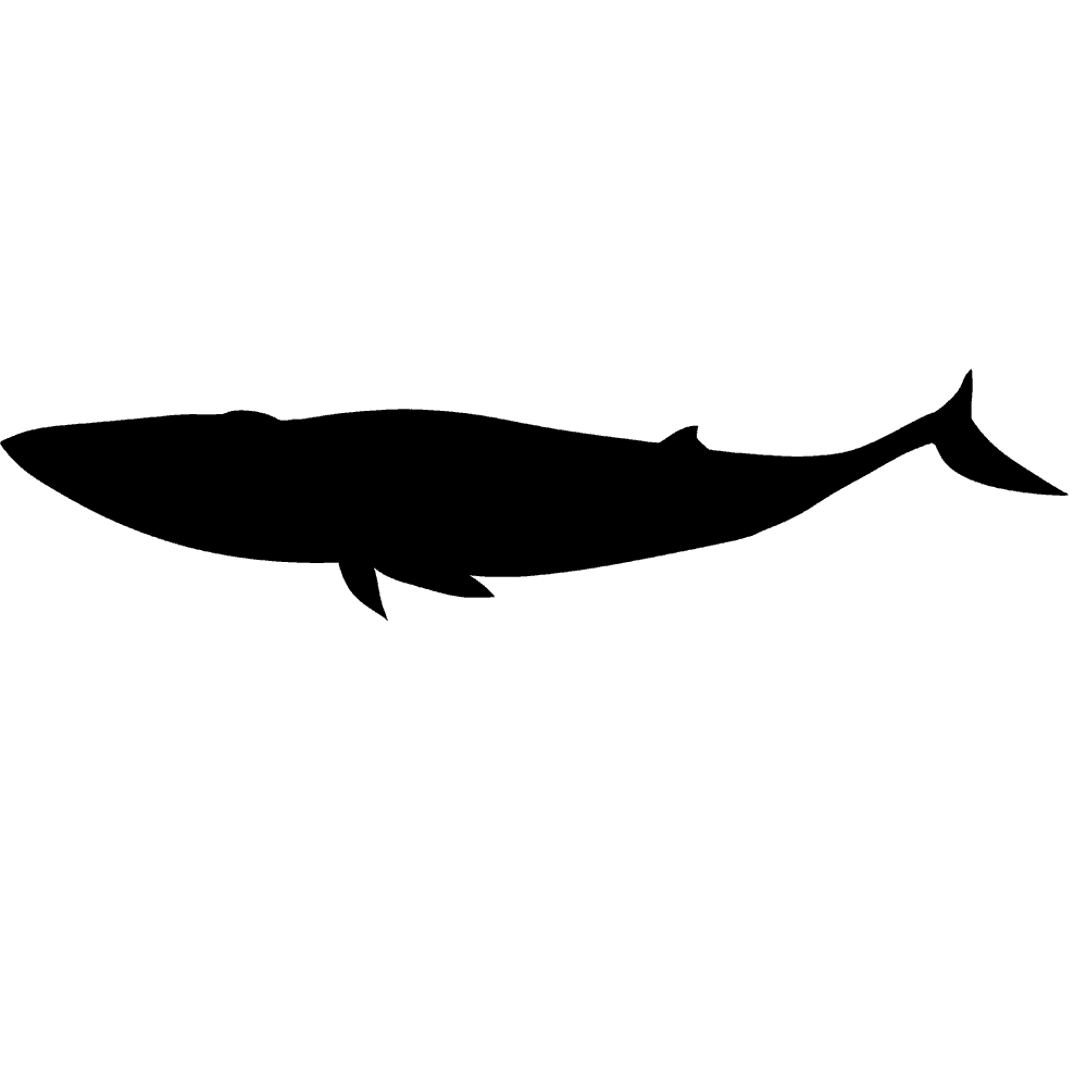 シロナガスクジラの画像 原寸画像検索