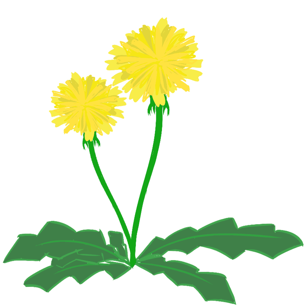 たんぽぽイラスト - 可愛い種と花の無料素材集 - チコデザ