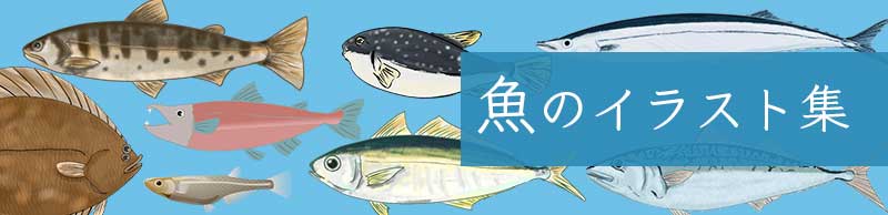 鮎 アユ のイラスト カラー 白黒無料の川魚の素材 チコデザ