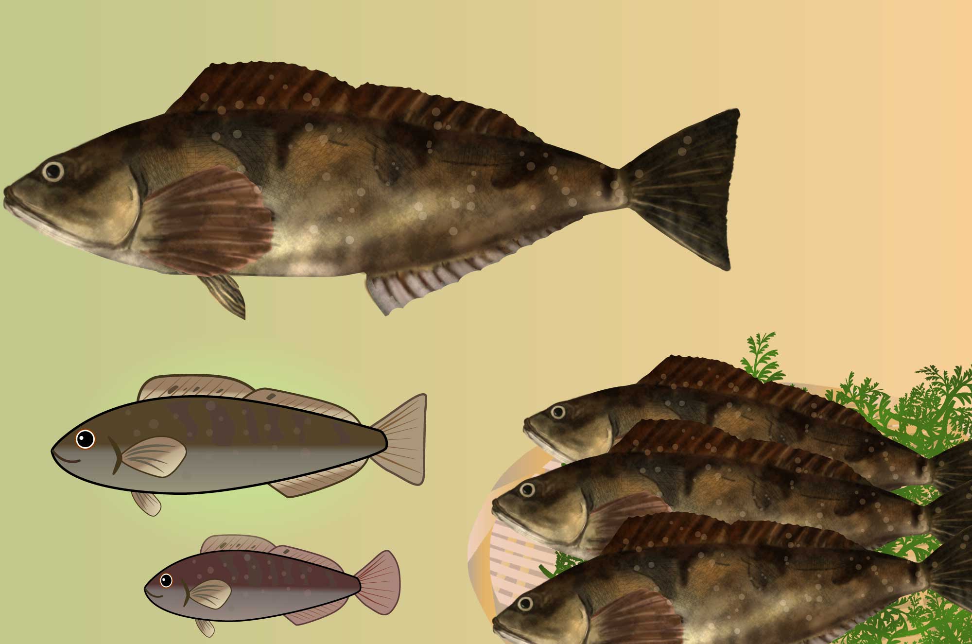 アイナメ(アブラコ) のフリーイラスト - 釣り魚の素材