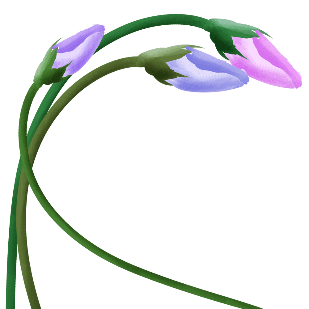 朝顔イラスト - 無料の可愛い・花のフリー素材 - チコデザ