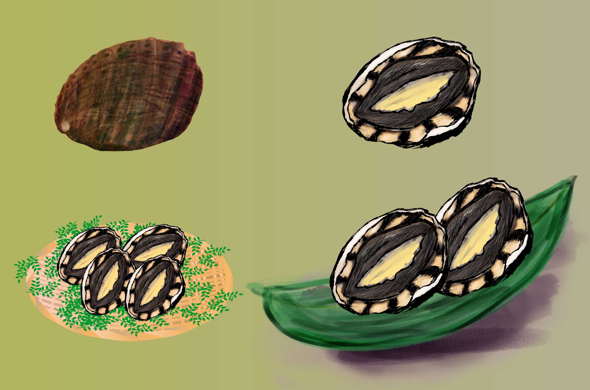 あわびイラスト フリーの和風タッチ海産物無料素材 チコデザ