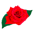 リアルな薔薇のイラスト