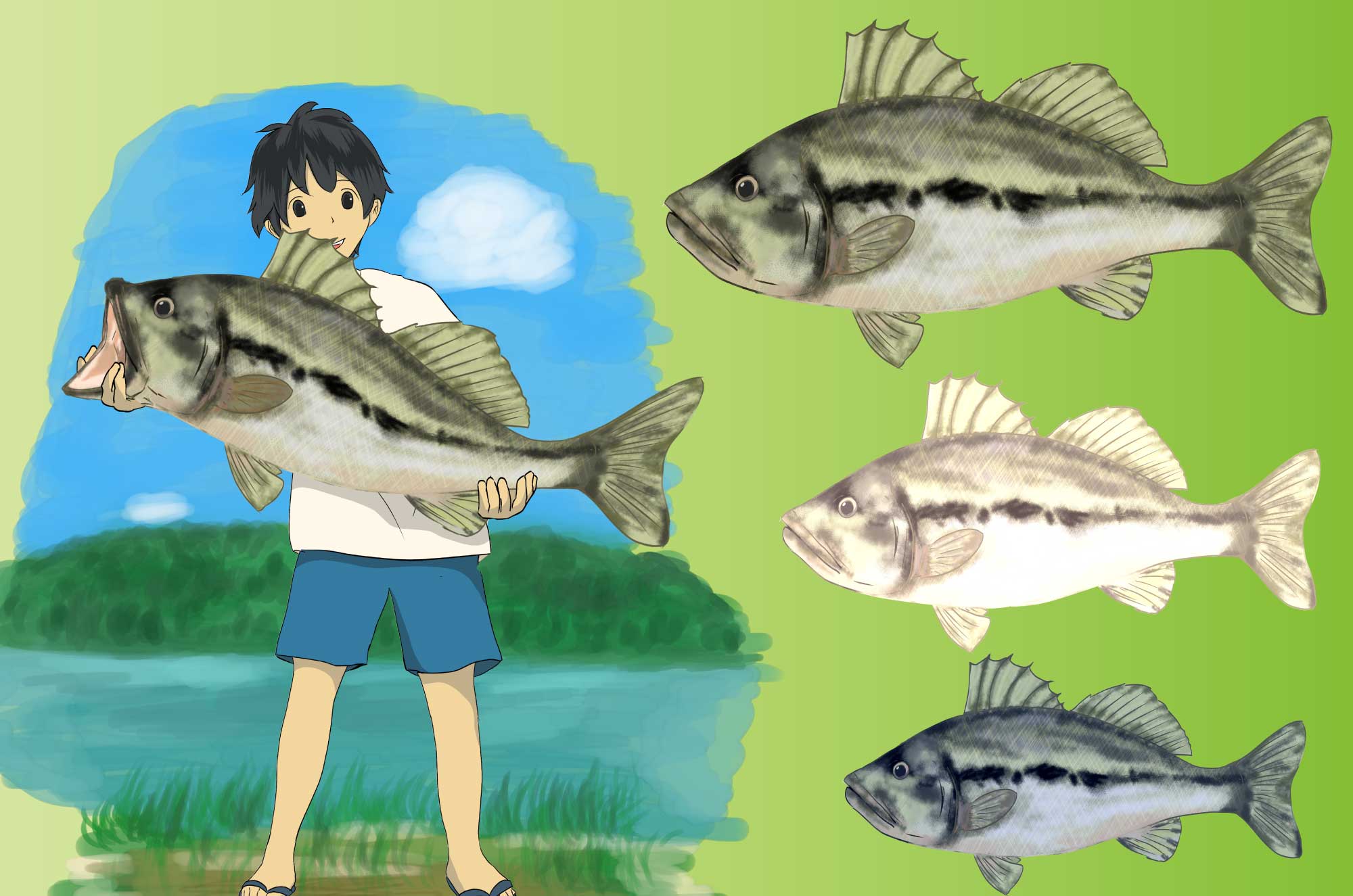 ブラックバスのイラスト - 釣り魚の川の魚無料素材