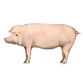 リアルな豚のイラスト
