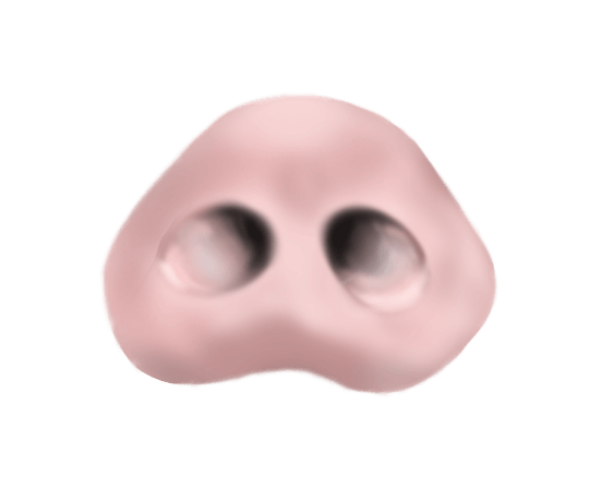 リアルな豚の鼻のイラスト