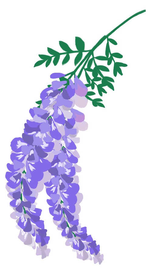 藤の花イラスト(濃い紫)