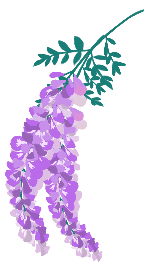 藤の花イラスト(薄い紫)