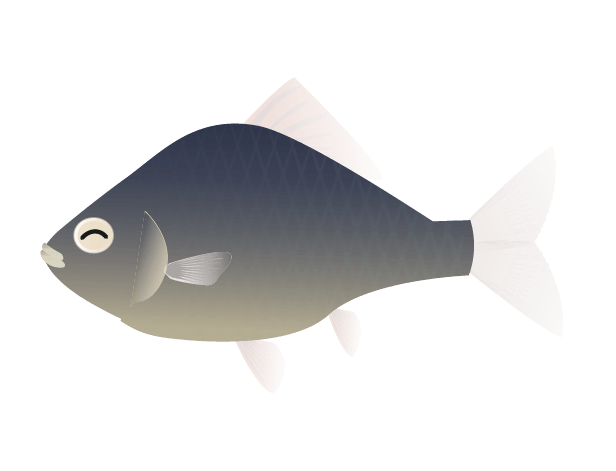 フナ 鮒 のイラスト シンプルな魚のフリー無料素材 チコデザ
