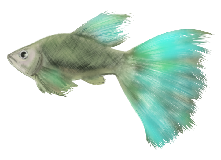 美しい花の画像 トップ100 綺麗 魚 イラスト きれい