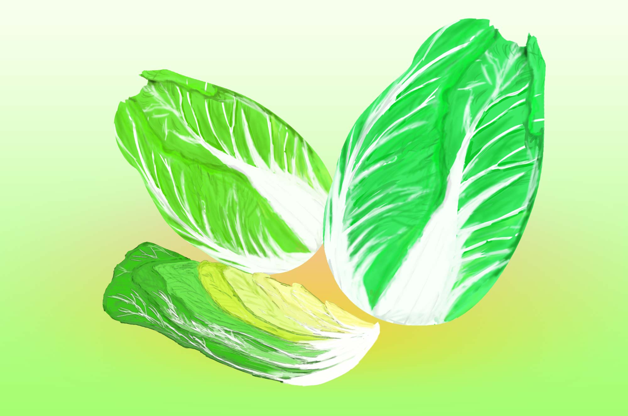 白菜のイラスト - 手書きの季節のお野菜無料素材