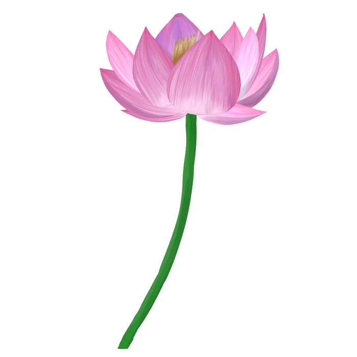 蓮の花(ピンク)のイラスト