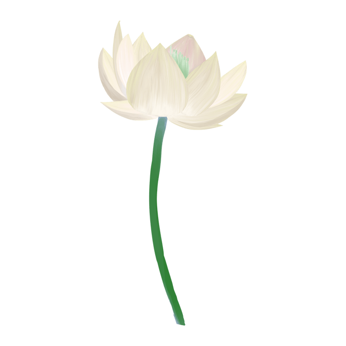 蓮の花(白)のイラスト