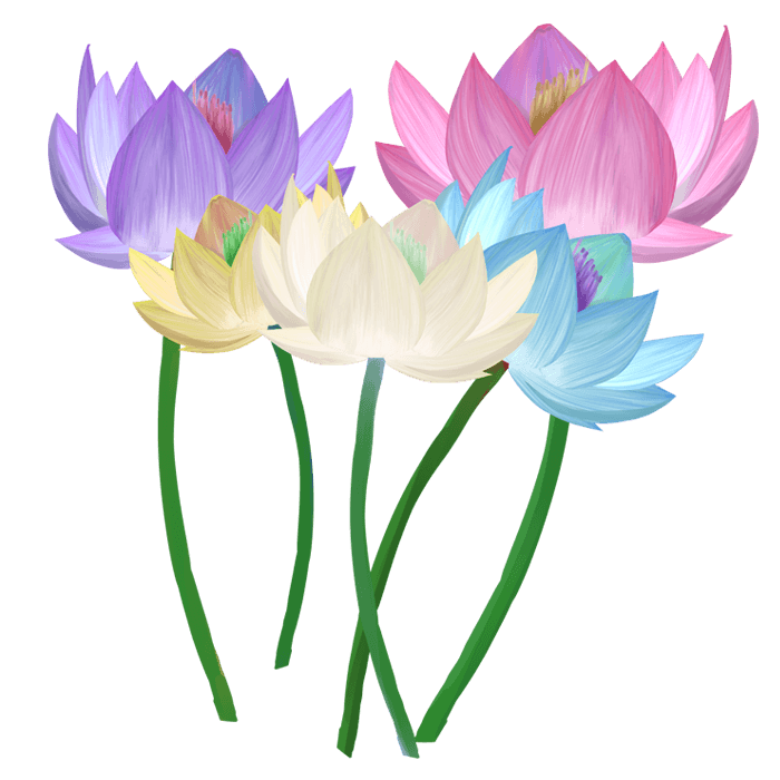 蓮の花の花束のイラスト