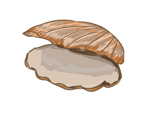 ホタテの貝殻のイラスト