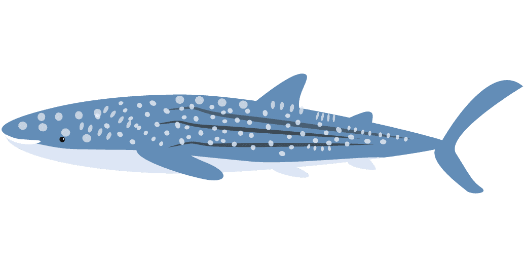 ジンベエザメ Whale Shark Japaneseclass Jp