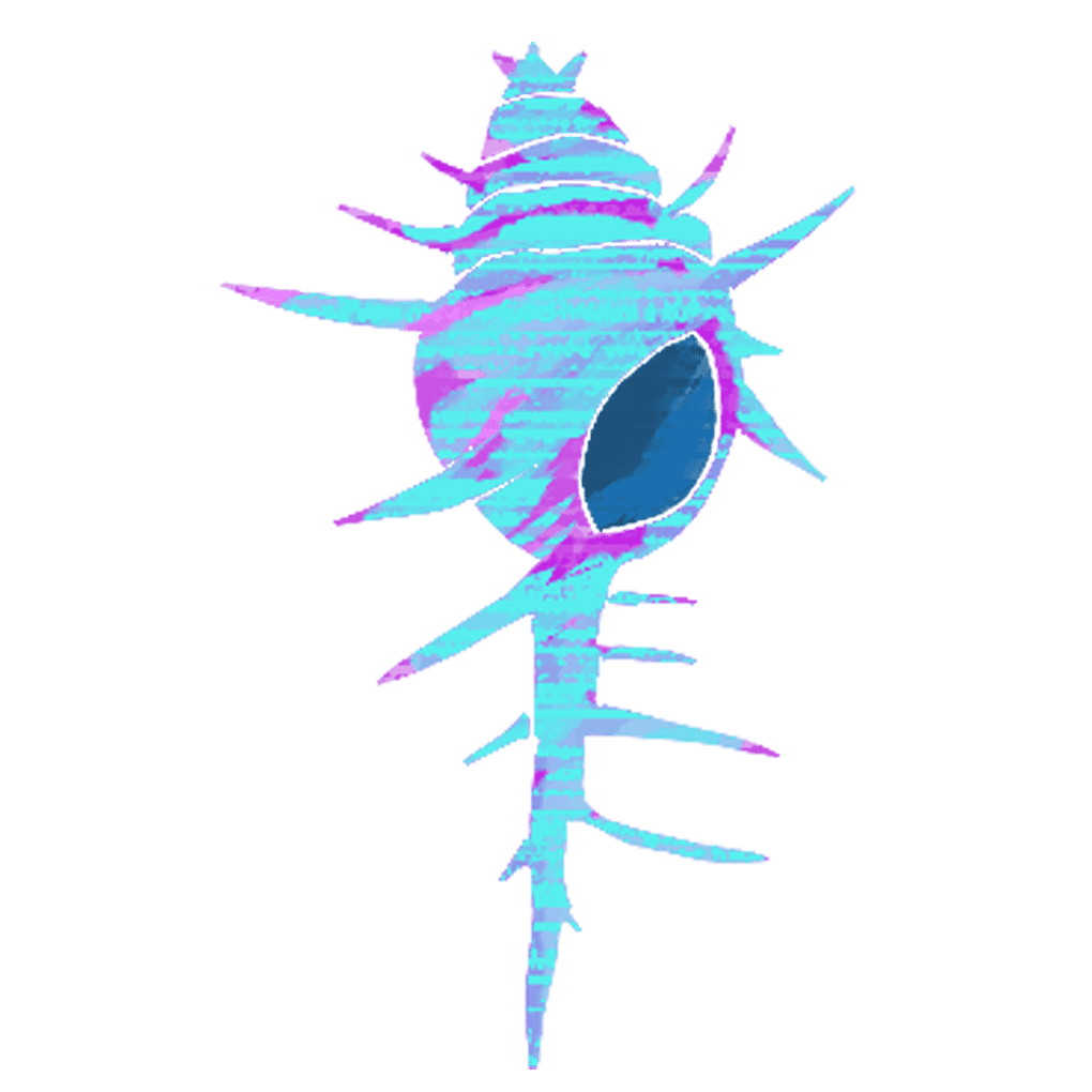 ホネガイの貝殻イラスト