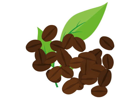 コーヒーの葉と豆のイラスト