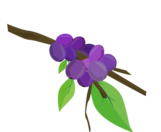 コーヒー実(紫)のイラスト