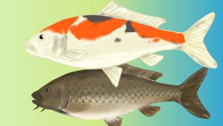 うなぎのイラスト ニュルっと可愛い和な魚無料素材 チコデザ