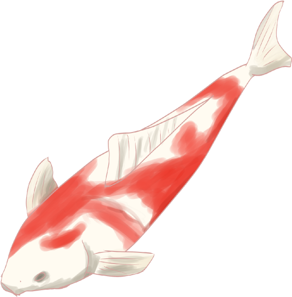 鯉のイラスト 錦鯉 真鯉可愛い観賞魚の無料素材 チコデザ