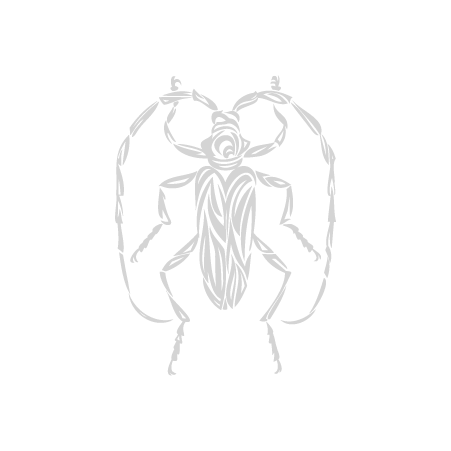 クビアカツヤカミキリのトライバルマークのイラスト白
