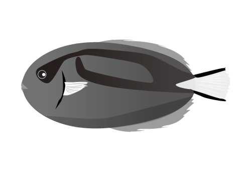 白黒のナンヨウハギのイラスト
