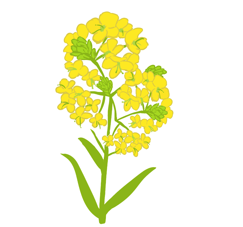 クリップスタジオペイントで菜の花のイラストを開く