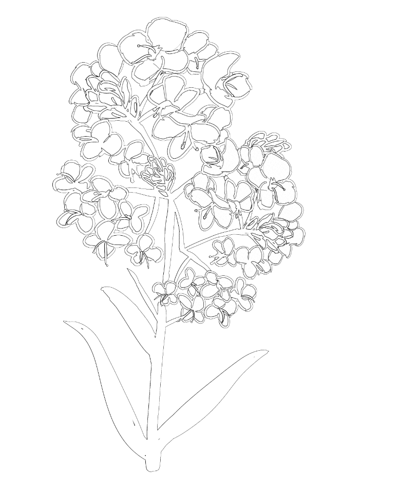 線画になった菜の花のイラスト