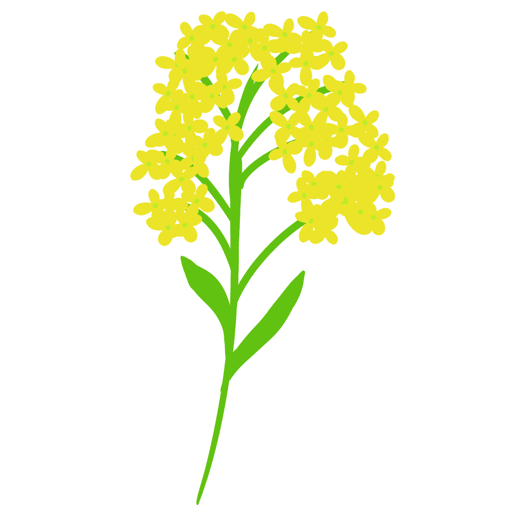 菜の花の花一茎イラスト