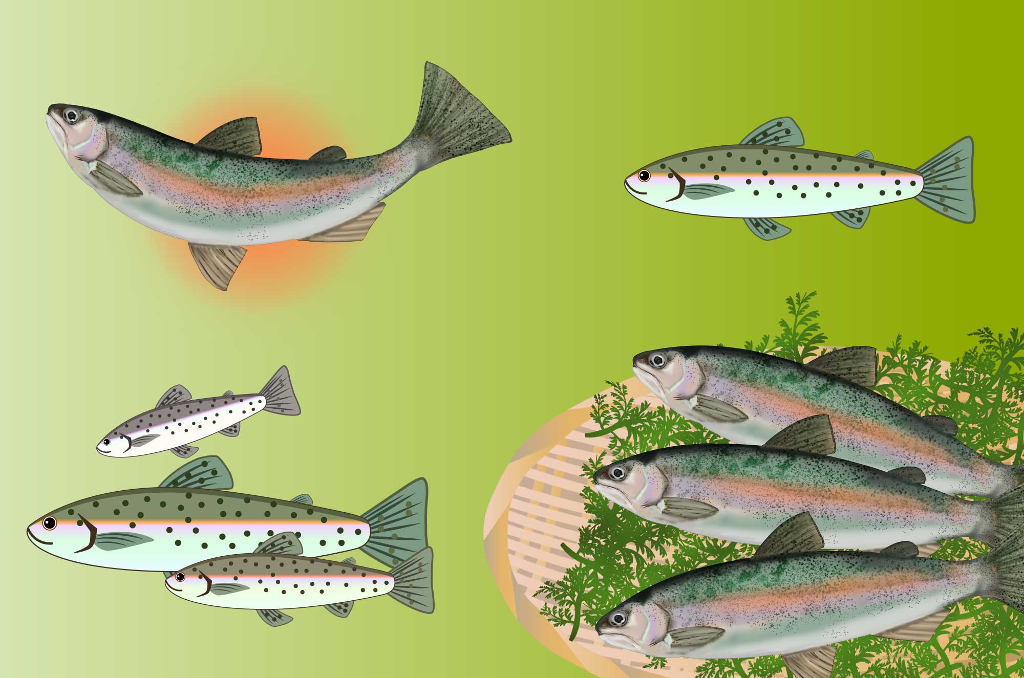 ニジマスのフリーイラスト - 淡水魚の無料イラスト素材