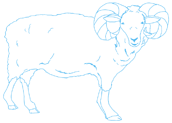 羊の線画