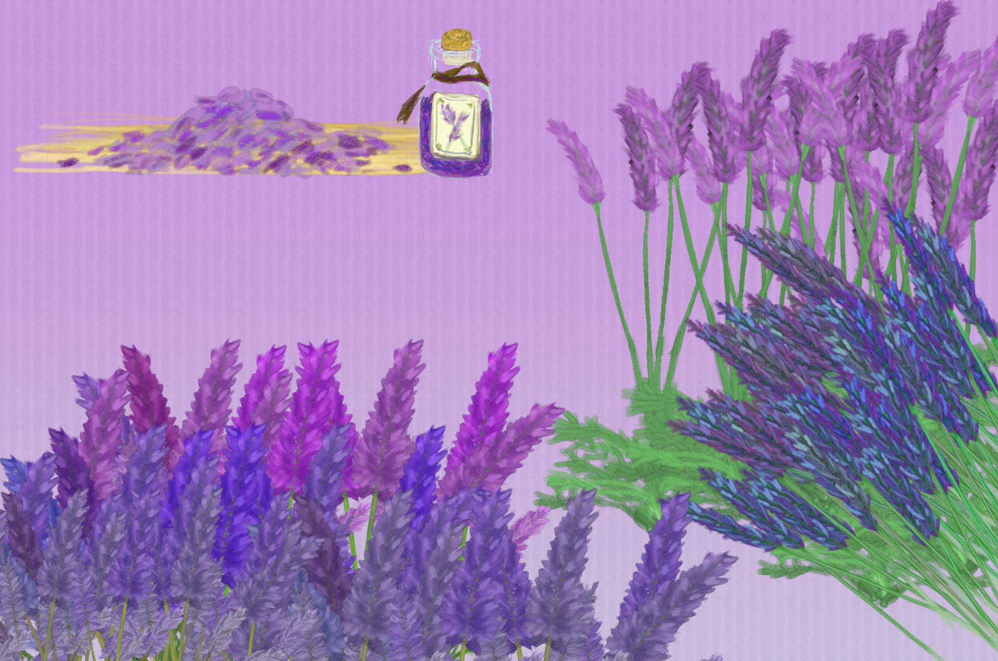 ラベンダーイラスト - 香り漂う紫の花の素材集★