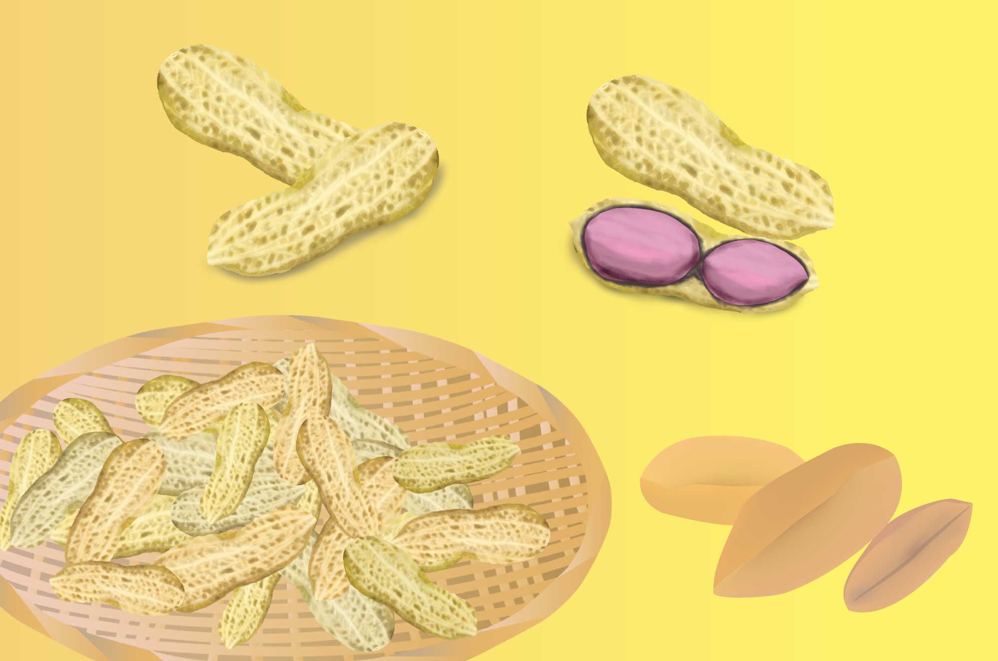 落花生の無料イラスト - ピーナッツ殻付き豆の素材
