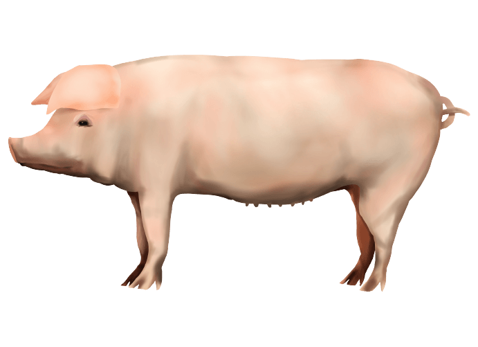 リアルな手書きの豚のイラスト