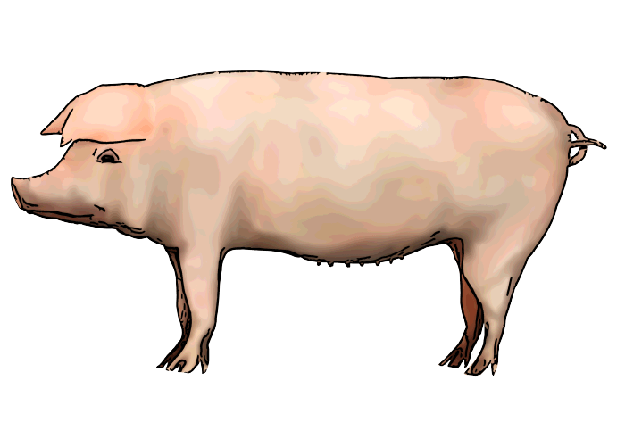 リアルな手書きの水彩豚のイラスト