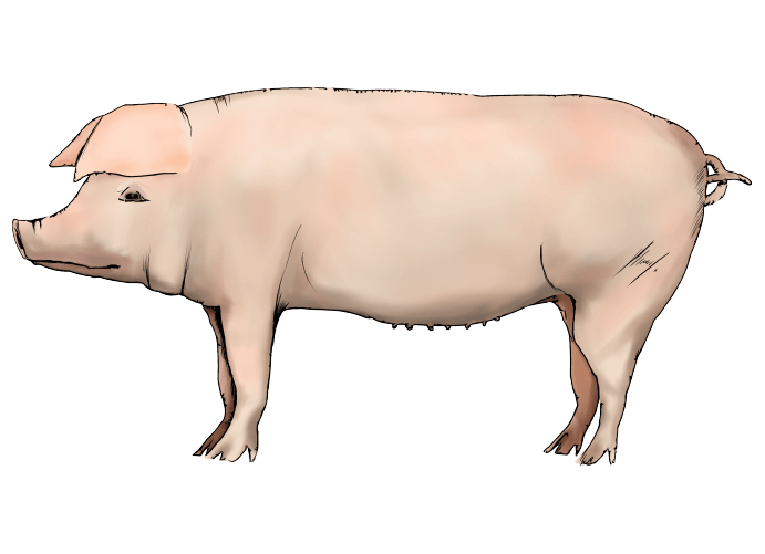 リアルな豚のイラスト
