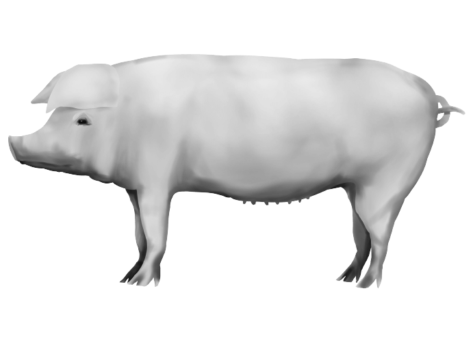 白黒のリアルな豚のイラスト