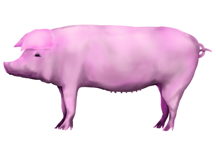 ピンクのリアルな豚のイラスト