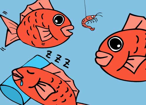 鯛イラスト かわいい リアルタッチの魚フリー無料素材 チコデザ