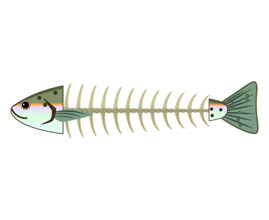 川魚の魚の骨のイラスト