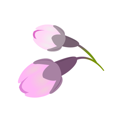 かわいい桜の蕾のイラスト
