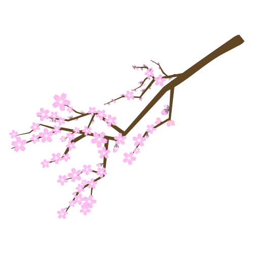 満開の桜の枝のイラスト1