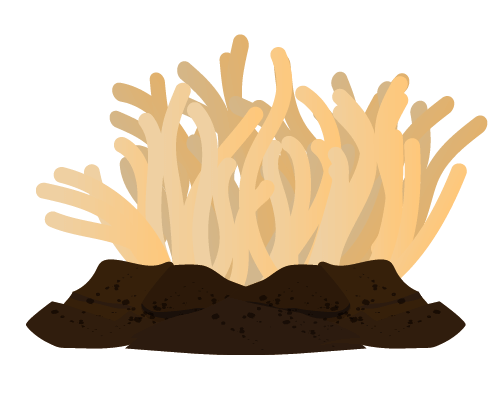 イソギンチャクの珊瑚のイラスト