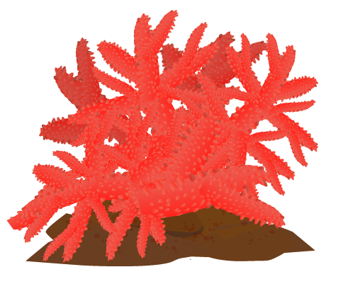 おしゃれな珊瑚のイラスト