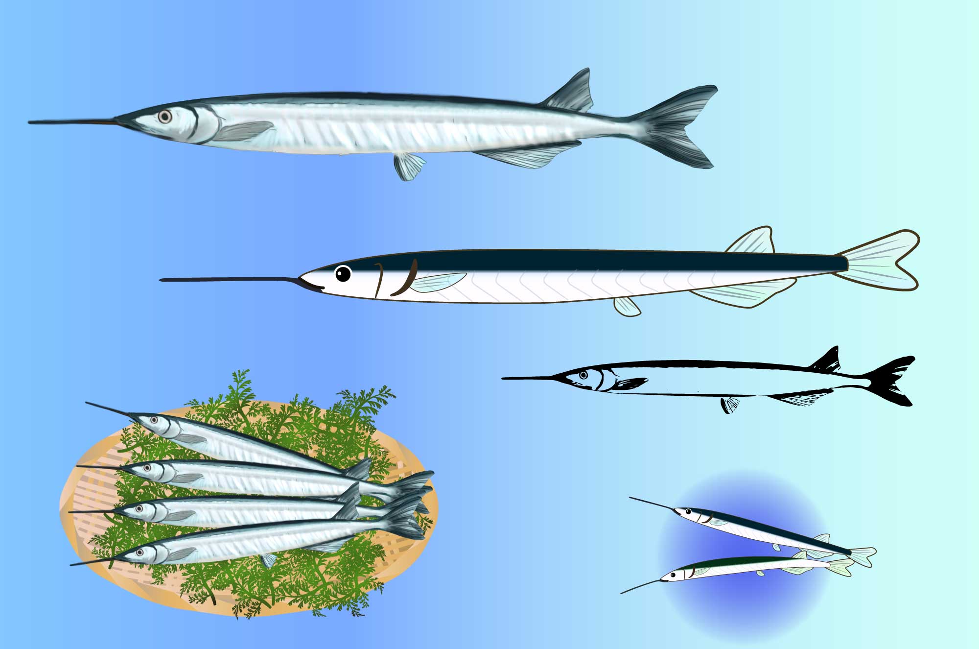 ソイ 魚のイラスト素材 _ クロソイの写真素材 – QHYX