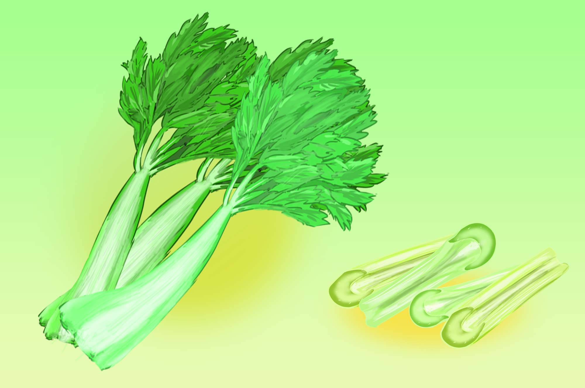 セロリのイラスト - 爽やか新鮮な野菜のフリー素材