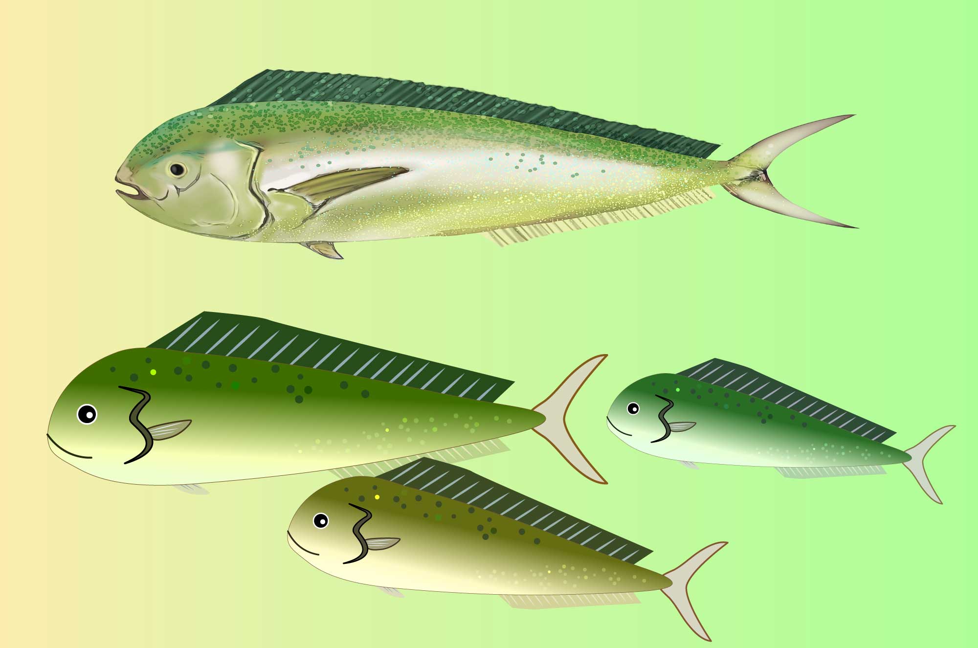 シイラ(マヒマヒ)のフリーイラスト -大型の海の魚素材