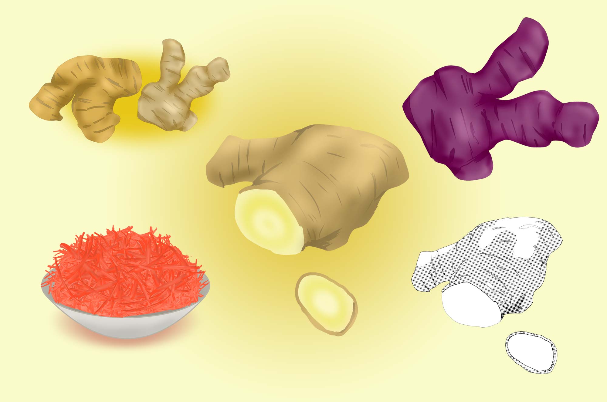 生姜のイラスト素材 - 紅ショウガ・香辛料の野菜
