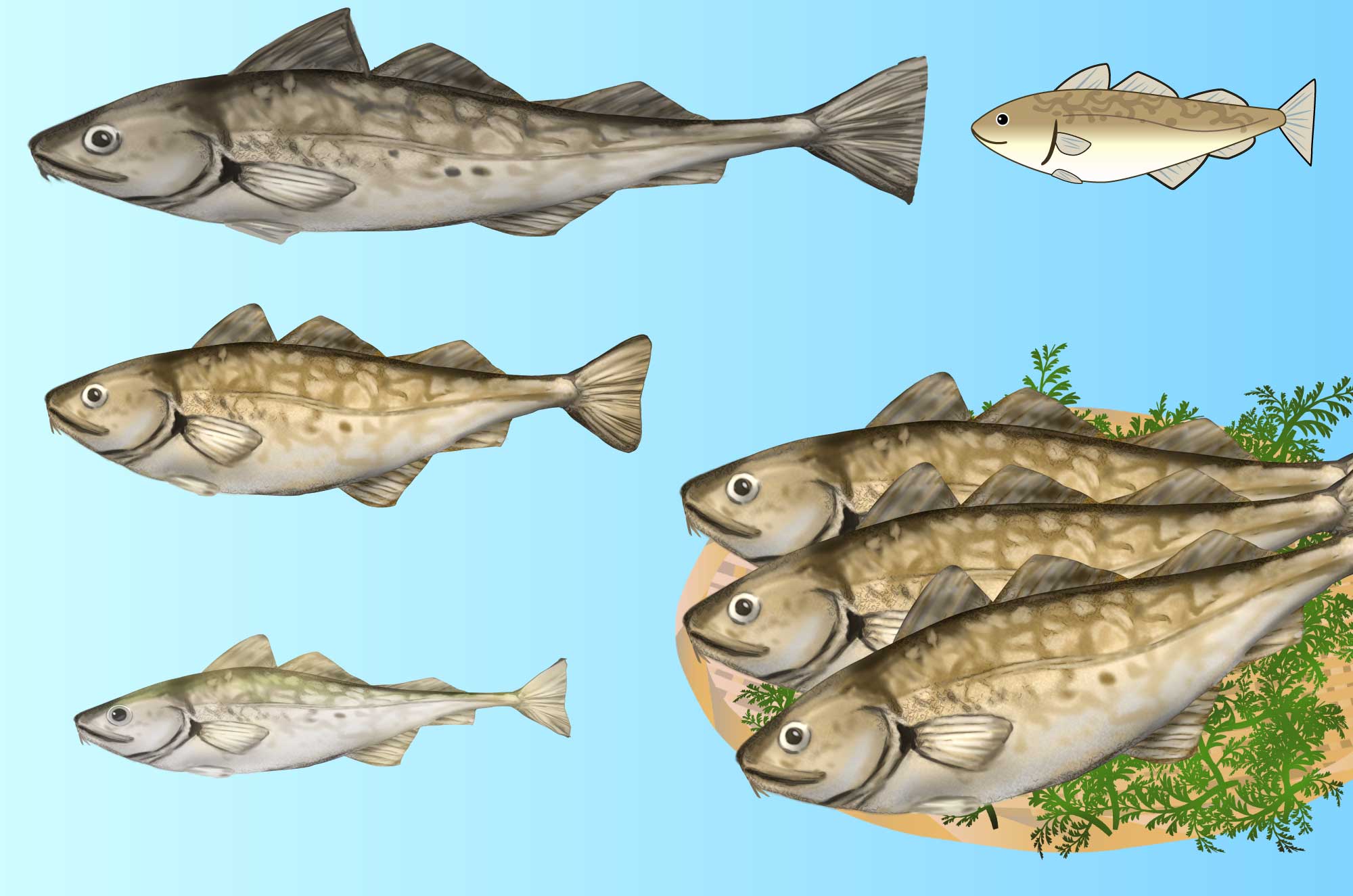 タラのイラスト - マダラ・コマイ海の魚のフリー素材 - チコデザ